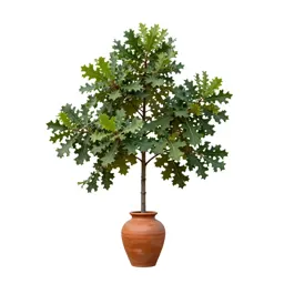 Swamp chestnut oak