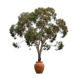 Swamp gum