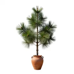 Swamp pine