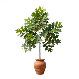 Swamp white oak