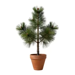 Table-mountain pine