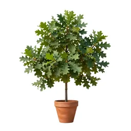 Tanbark oak