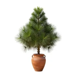Textile screw pine