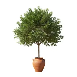 Tolu tree