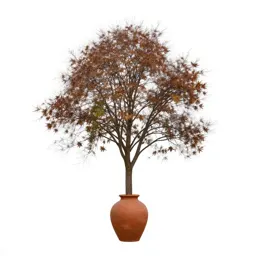 Tulipwood tree