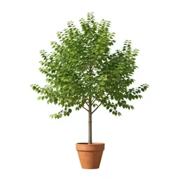 Water elm