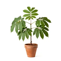 Water hickory