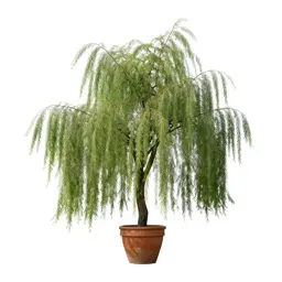 Weeping beech