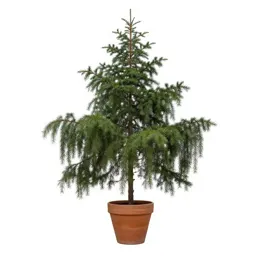 Weeping spruce