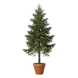 Western hemlock
