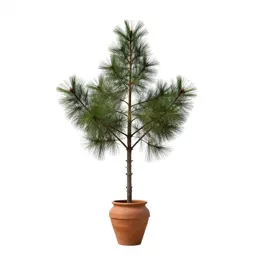 Western larch