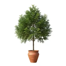 Western red cedar