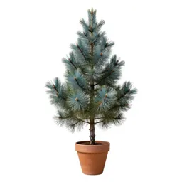 Western white pine