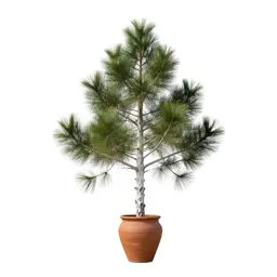 Westland pine