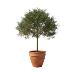 Wheel tree