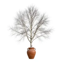 White alder