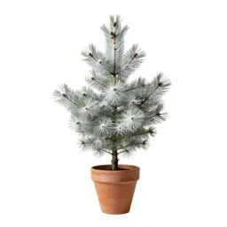 White fir