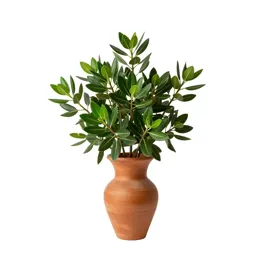 White mangrove