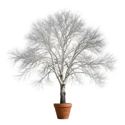 White mountain ash