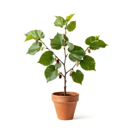 White mulberry
