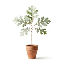 White oak