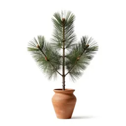 White pine