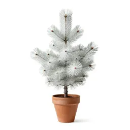 White spruce