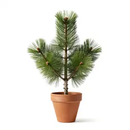 Whitebark pine