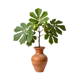 Wild fig