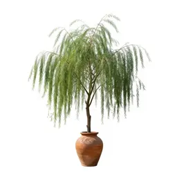 Willow oak