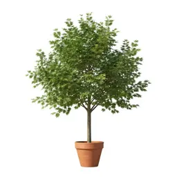 Witch elm