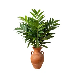 Yacca
