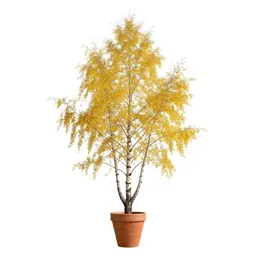 Yellow birch