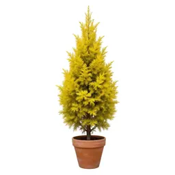 Yellow cypress