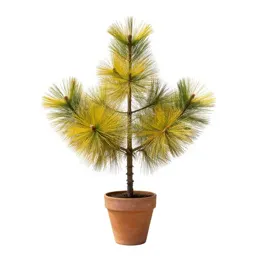 Yellow-leaf sickle pine