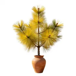 Yellow pine
