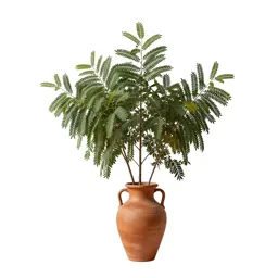 Acacia