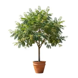 Albizzia