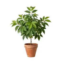 Alder