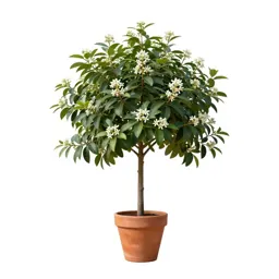Allspice tree