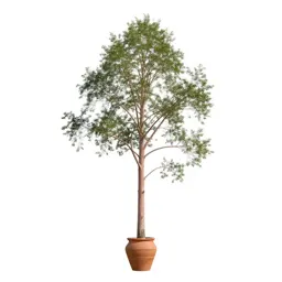 Alpine ash