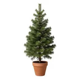 Amabilis fir