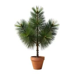 Amboina pine