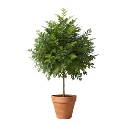 Anise tree