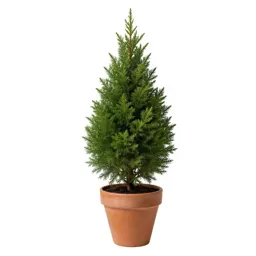 Arborvitae