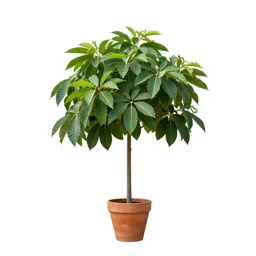 Earleaved umbrella tree