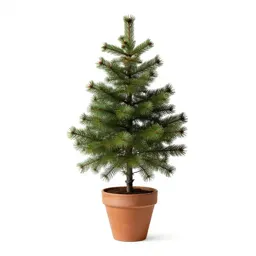 Eastern hemlock