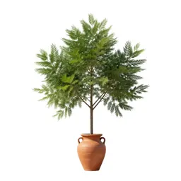 Elm