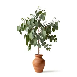 Eucalyptus