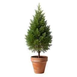 Incense cedar